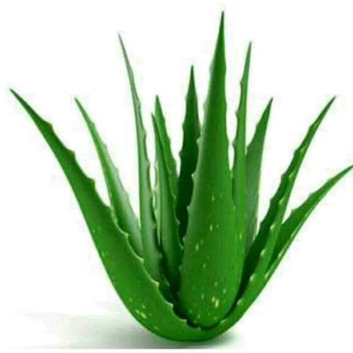 Lidah Buaya - Tanaman Hias Bunga Herbal - Not Specified