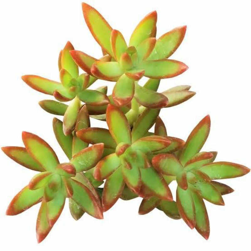 Sukulem Sedum Nussbaumerianum