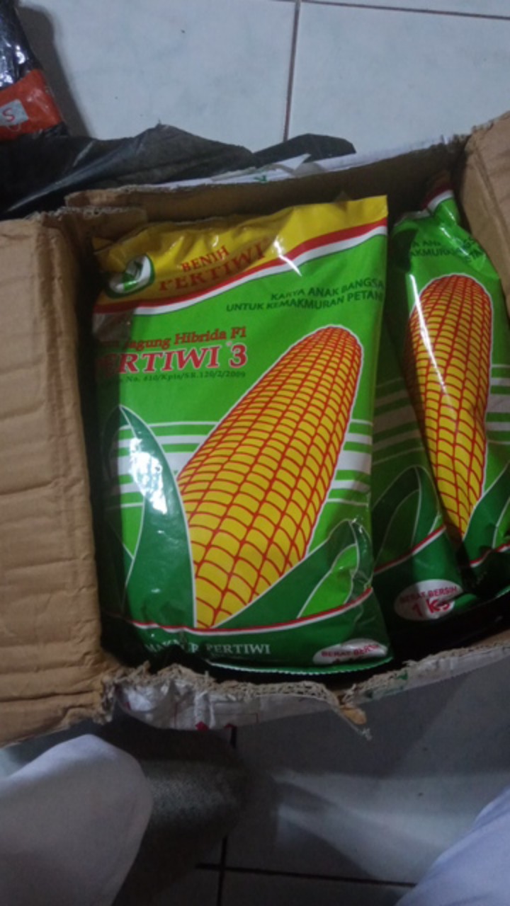 Bibit Jagung. Benih Jagung Hibrida F1 Pertiwi 3 (1 Kg)
