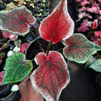 TANAMAN HIAS CALADIUM CERIA KELADI RED CERIA
