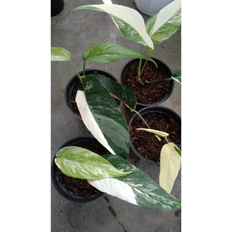 Epipremnum Variegata Epipremnum Pinatum Varigata