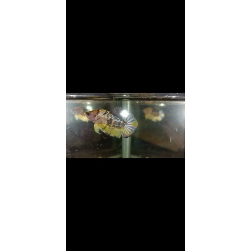 

yellow koi cooper stock 1 ekor