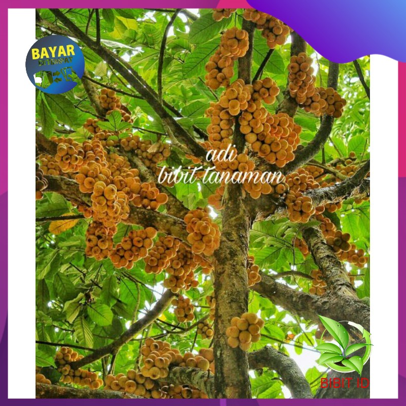 Bibit buah duku palembang/tanpa biji