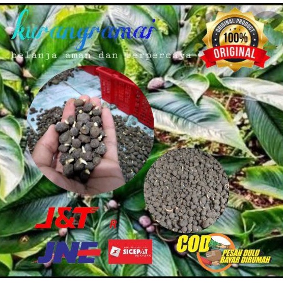 bibit katak Porang mini Dorman isi 800-1000 biji