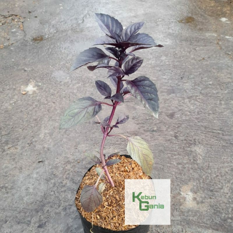 

Red Rubin Basil / kemangi ungu