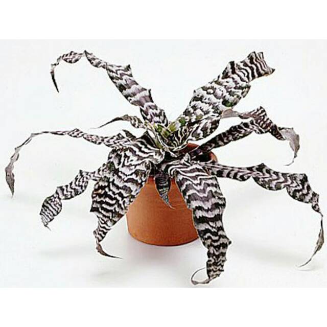 Tanaman Hias Daun Cyptantus Tokek Putih