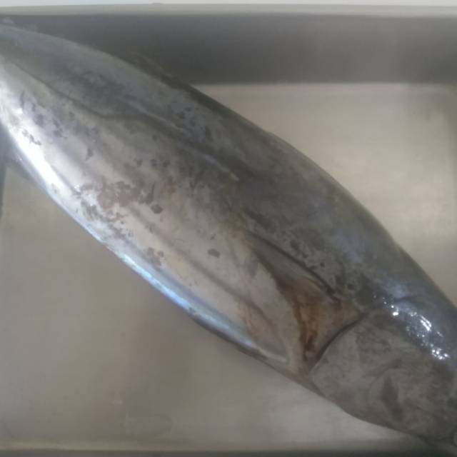 

IKAN CAKALANG JUMBO