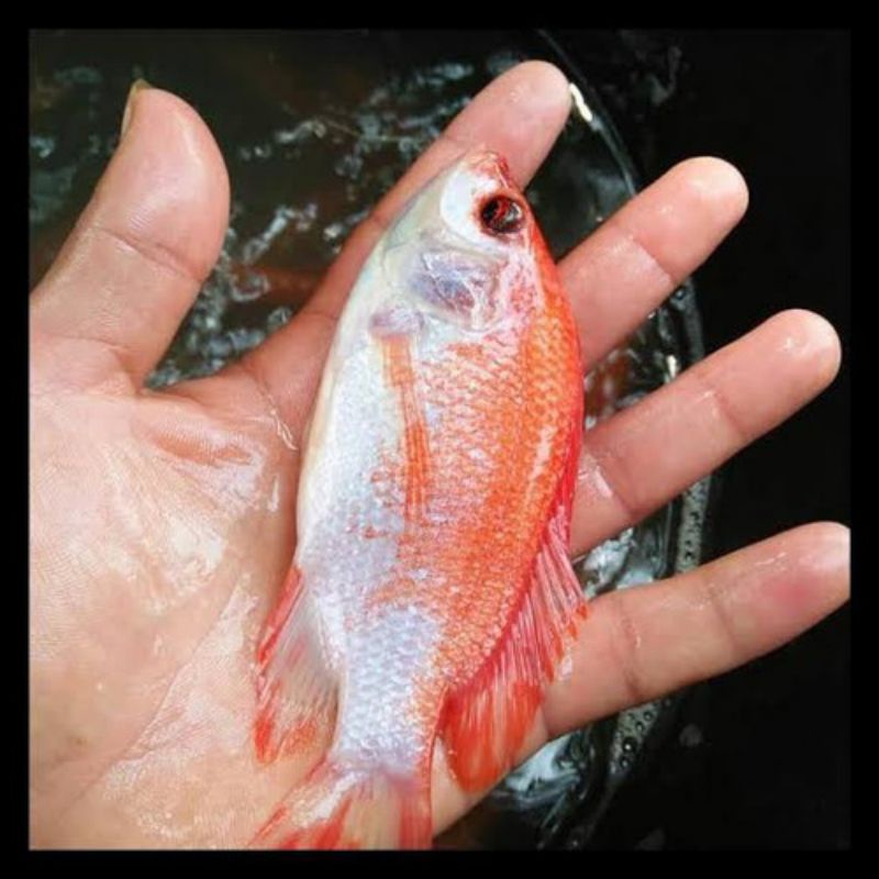 bibit ikan nila