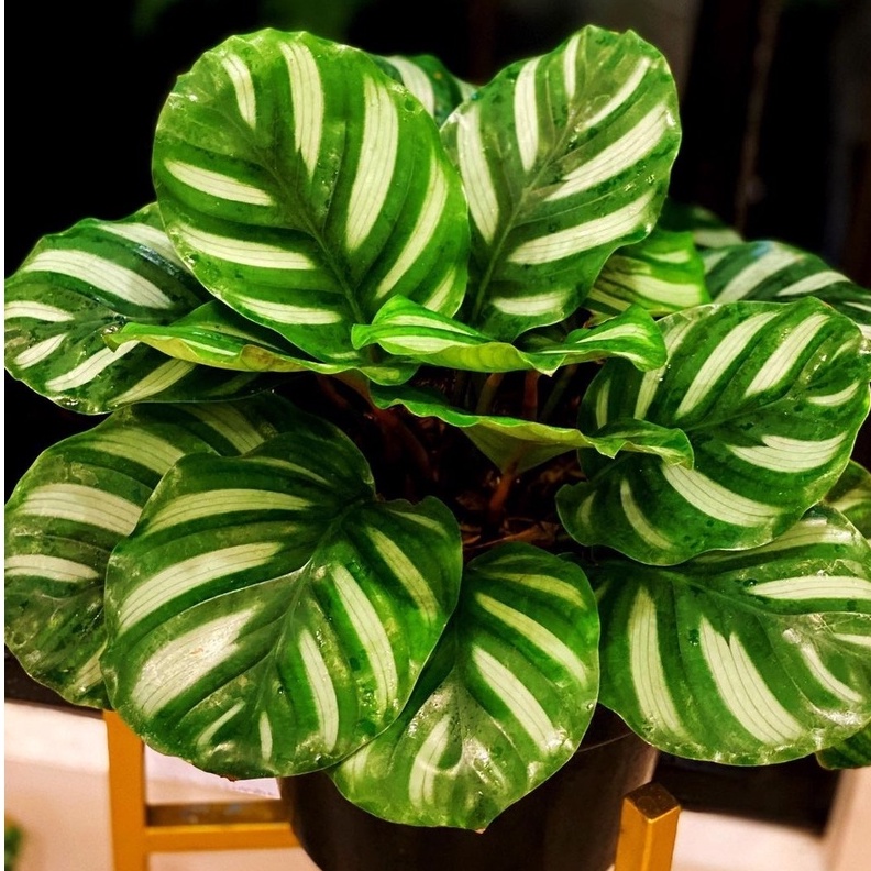 Jual Calathea Fasciata Tanaman Calathea Tanaman Hias Indoor Bunga