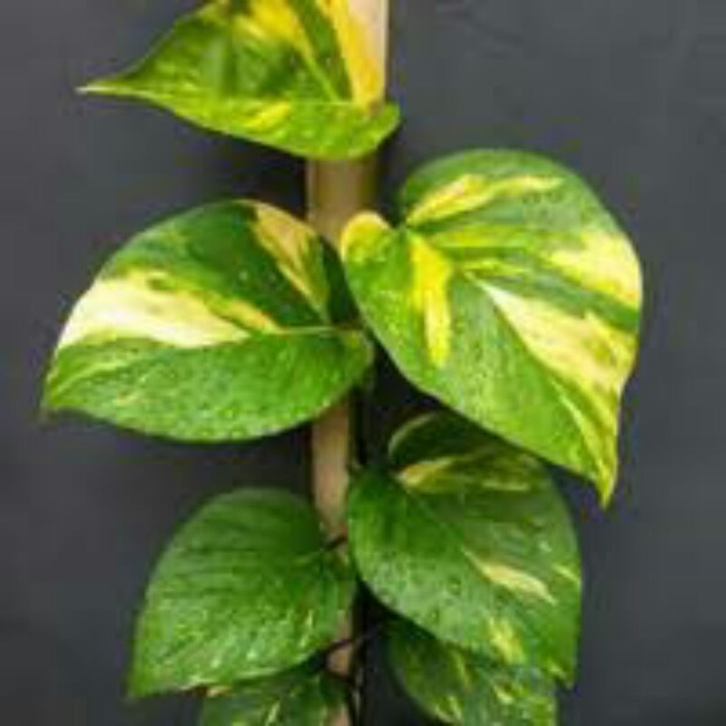 tanaman hias sirih gading brazil jumbo-sirihgading brazil jumbo-sirih gading atau philo brazil jumbo