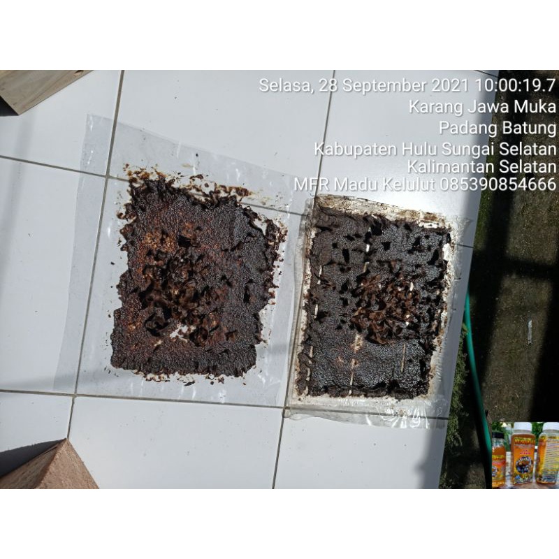 Propolis Trigona itama