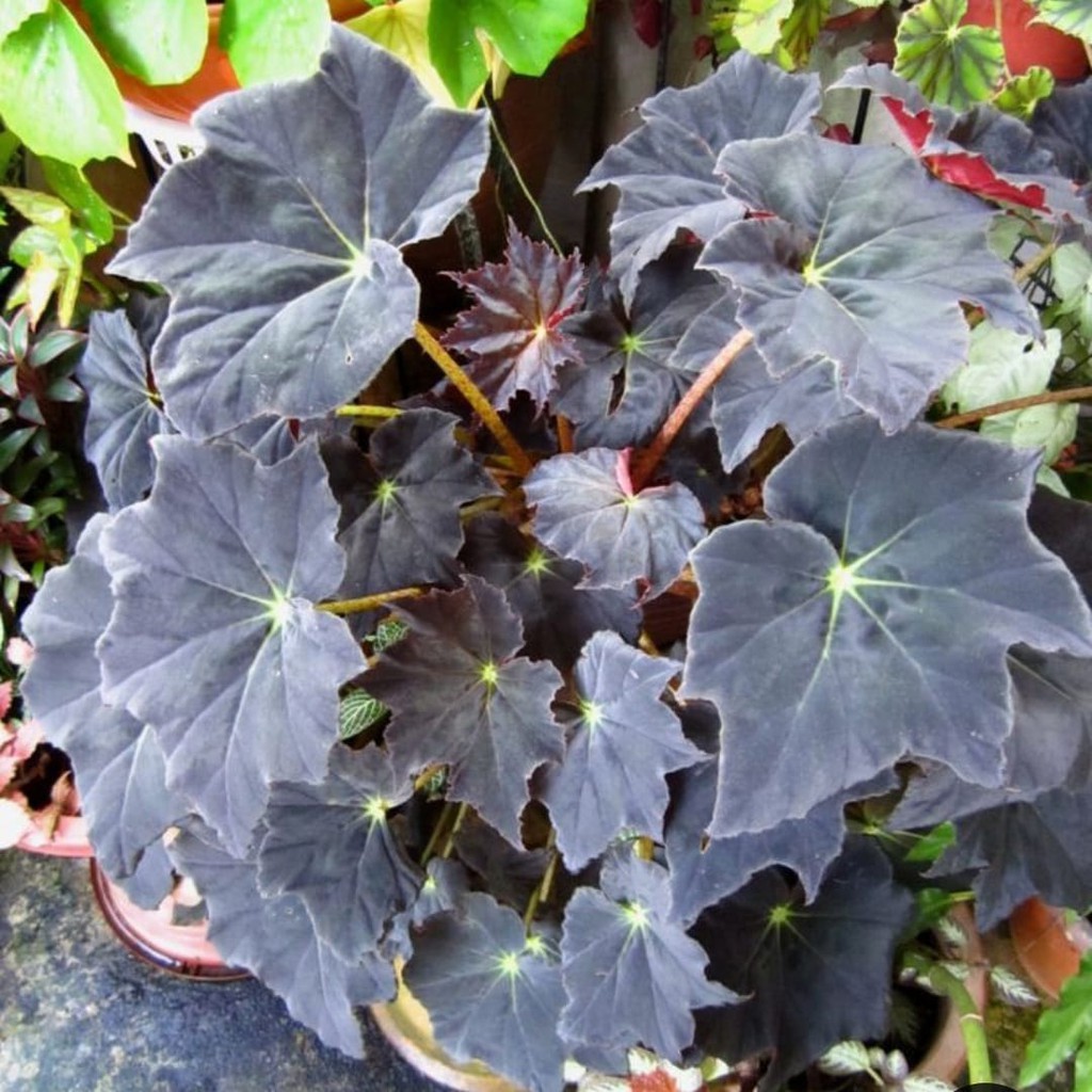 Tanaman Hias Begonia Red Velvet / Bunga Begonia Red velvet
