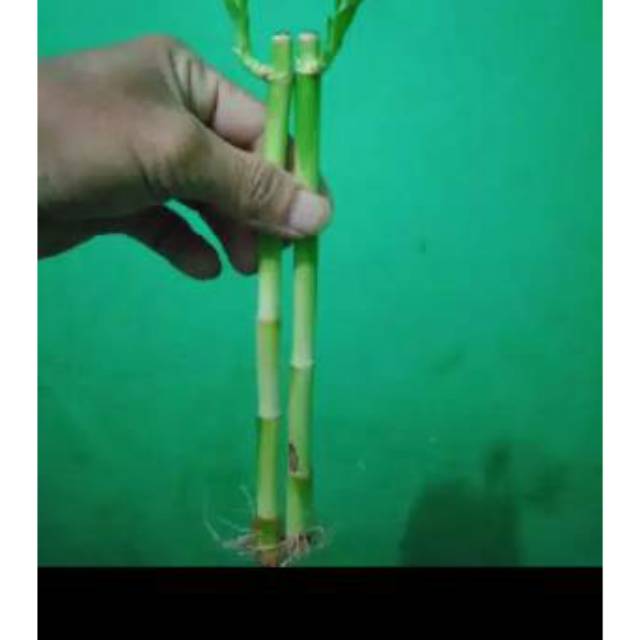Bambu hoki termurah / bambu cina sri rejeki bambu kole