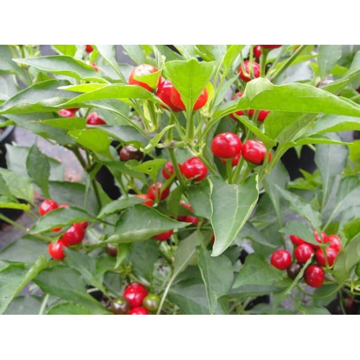 Benih - Biji - Bibit Cabe Hias Cabe Unik Cabe Ceri Cabai Cherry Pepper