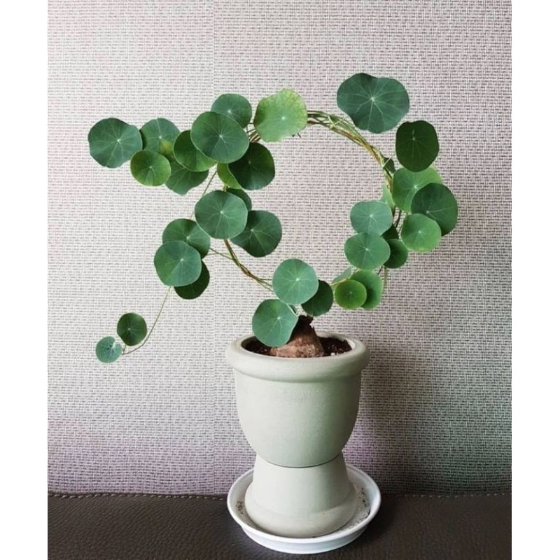 Tanaman hias Stephania venosa