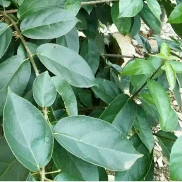 

DAUN CINCAU SEGAR UNTUK KESEHATAN 500 GRAM