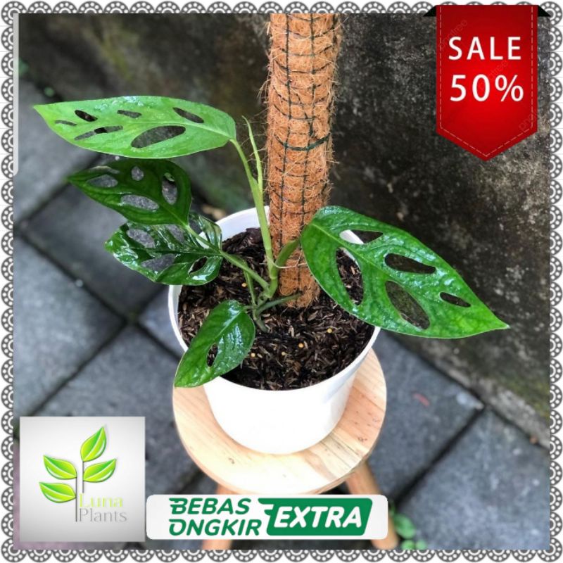 Tanaman hias janda bolong - tanaman hias rambat murah