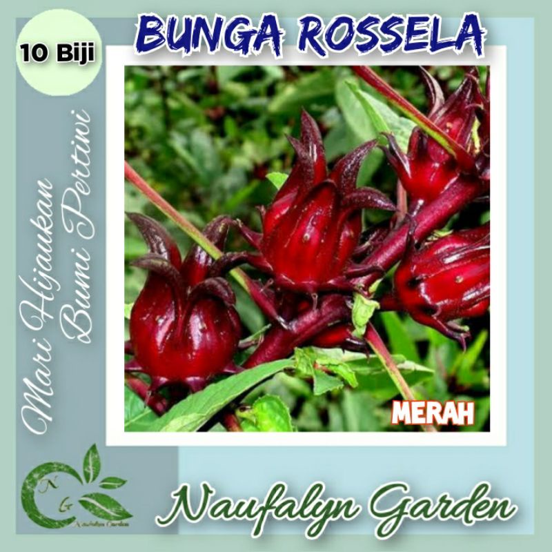 10 Benih Bunga Rossela Merah Benih Biji Bibit Bunga Hias Taman