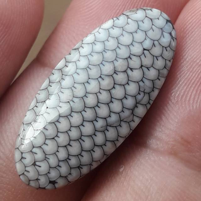 Batu sisik ular jhipen top super