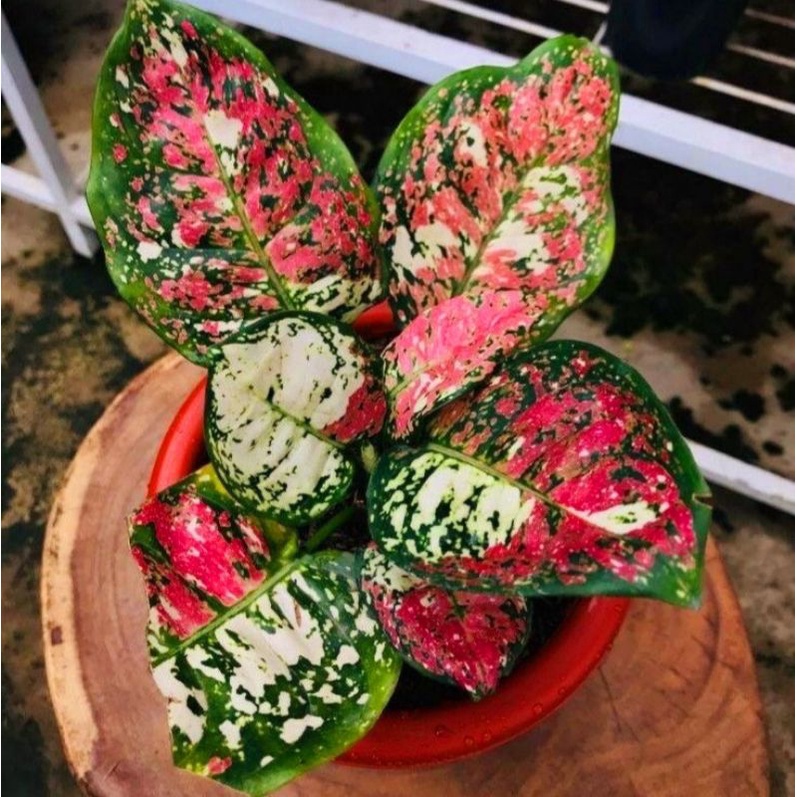 Aglonema tri color (Tanaman hias aglaonema tri color) - tanaman hias hidup - bunga hidup - bunga agl