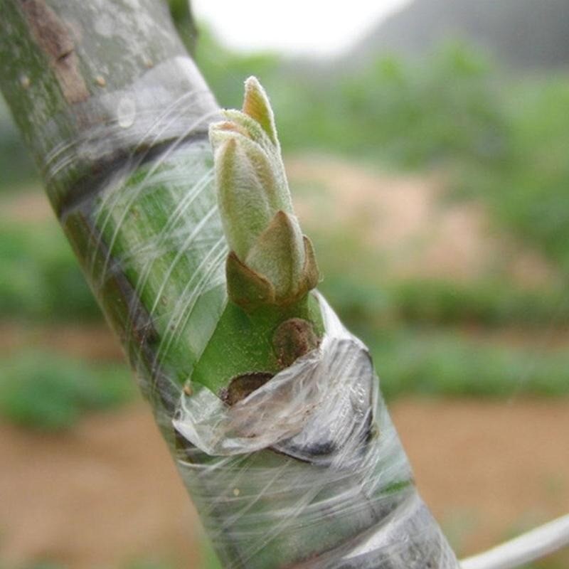 Grafting Tape Okulasi 2cm 3cm 5cm Penyambung Ranting Cangkok Sambung Tanaman Peralatan Kebun FEZONE