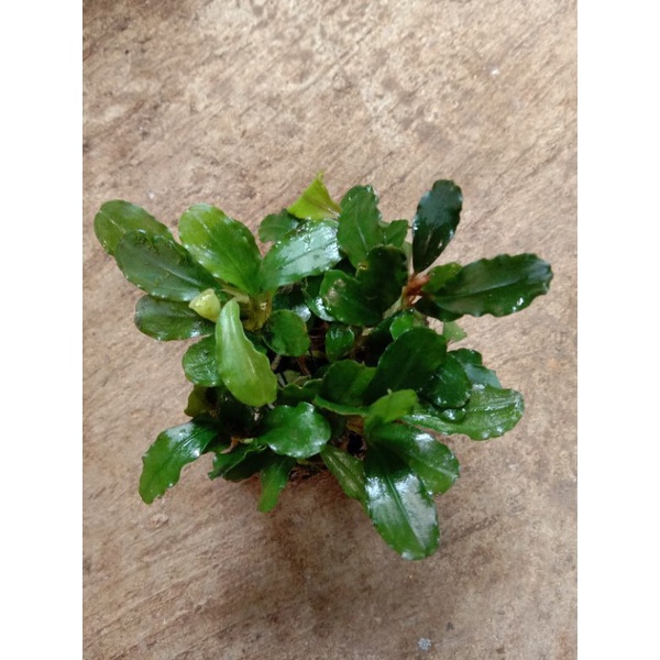 bucephalandra wabikusa tanaman aquascape/akuarium
