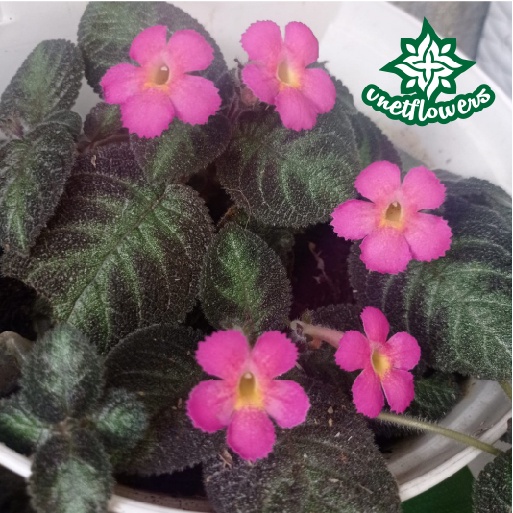 Tanaman/Bunga Gantung Episcia Pink Panther Bunga Pink