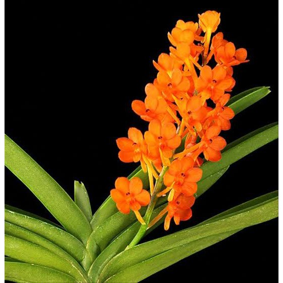 anggrek spesies Vanda ascocentrum miniatum