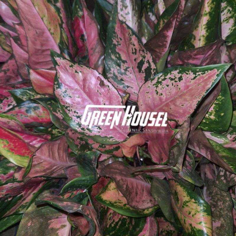 aglonema red camelon/aglonema