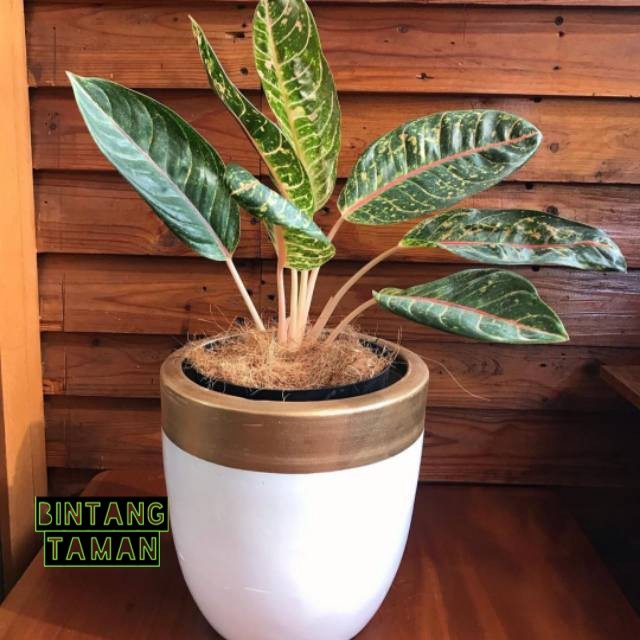 Tanaman hias aglonema donacarmen - aglonema donacarmen
