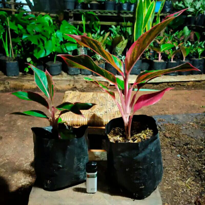 tanaman hias aglonema siam aurora-Siam Aurora Aglonema-aglonema siam aurora tanaman hias