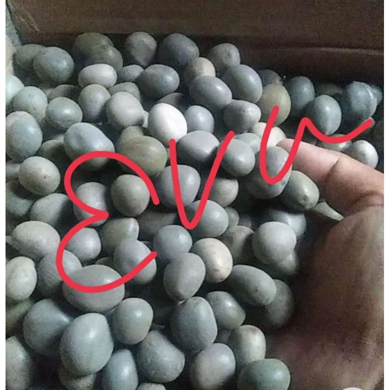 

Biji kebiul atau biji gorek 1 kg andalan