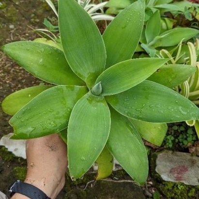 DIARY PETANI - Tanaman Hias Agave Siklok