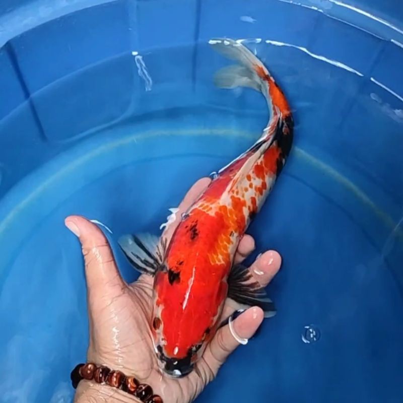 Ikan Koi F1 / Dari Indukan Import / Rumah Koi Jakarta / kode 0027