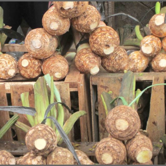 

Talas Buah Asli Cisarua Bogor 1 Iket Isi 6 Buah