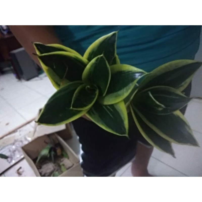 sansivera pagoda / sansiviera pagoda besar