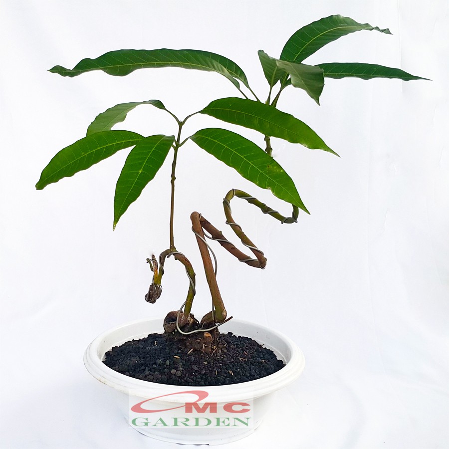 Tanaman Hias Pohon Bonsai Bonsae Mame Mangga B-MG-001