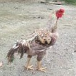 

TELUR TETAS AYAM GORILA JAWA SUPER JUMBO RAKSASA UNTUK DI TETASKAN