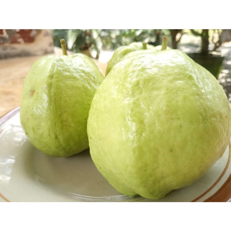 

JAMBU KRISTAL SEGAR 1 KG