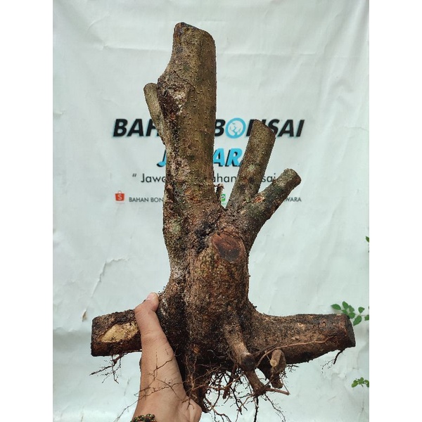 BONSAI Anting Putri Jumbo