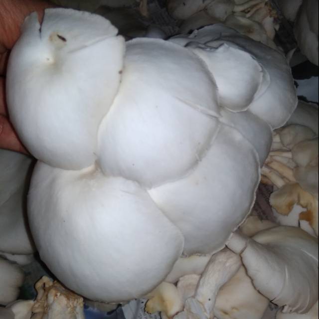 

JAMUR TIRAM / OYSTER MUSHROOM - JAMUR TIRAM SEGAR