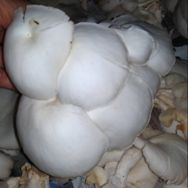 Jual Jamur Tiram Oyster Mushroom Jamur Tiram Segar Shopee Indonesia