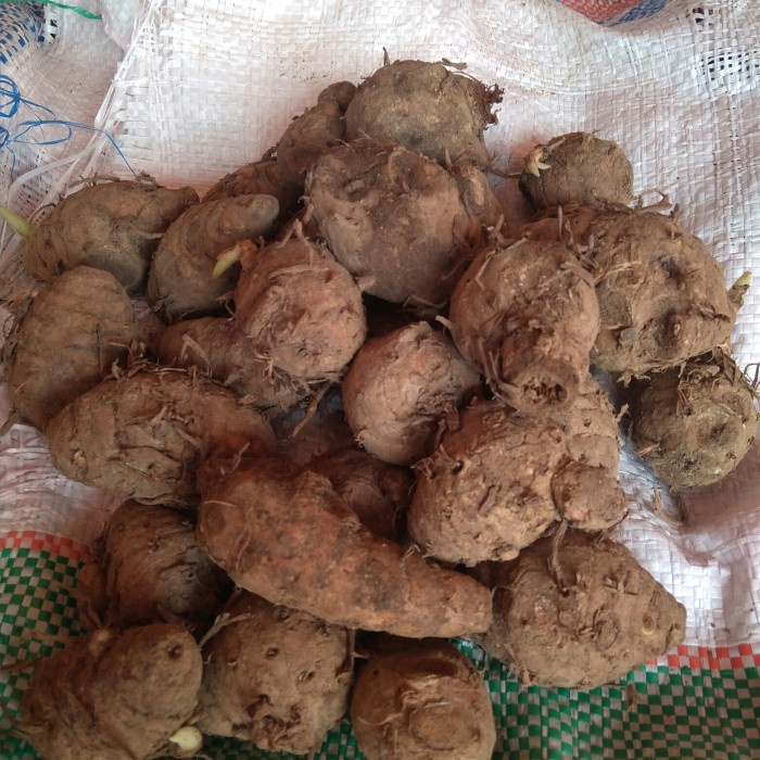 

Fe01Gg Biang Kunyit 1Kg F30E1F111