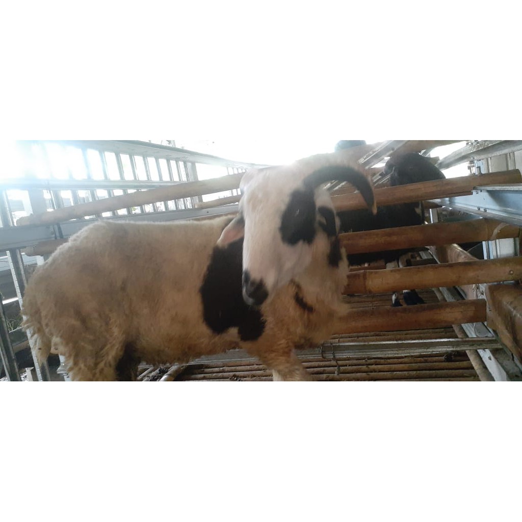 

kambing kurban & aqiqah