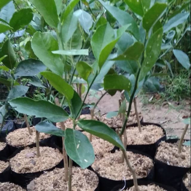 bibit lemon california