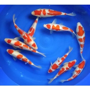 Ikan Koi Kohaku Blitar 31-33cm (Pilih Acak)