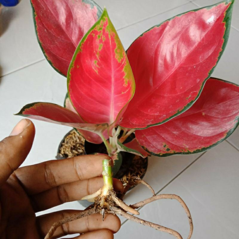 Bonggol aglonema suksom Jaipong