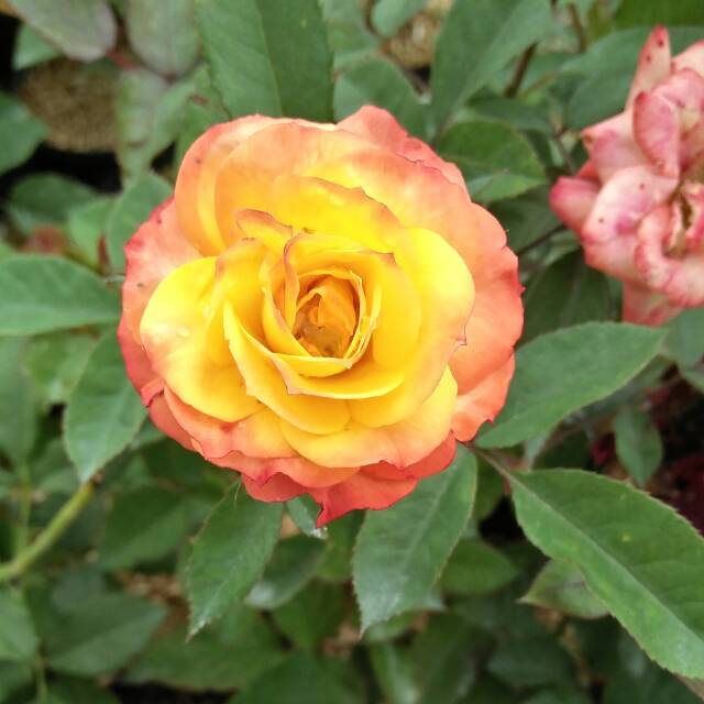 Mawar Floribunda Orange Colorado