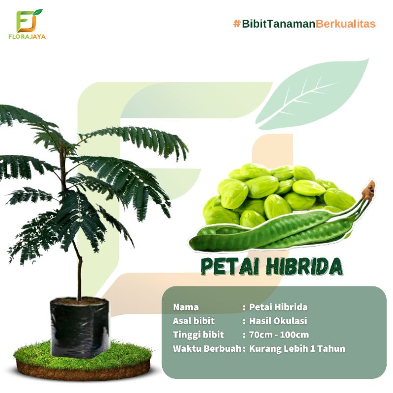 Bibit Petai Hibrida Okulasi