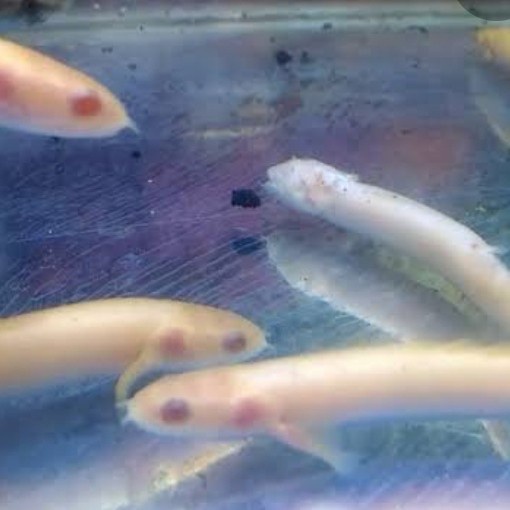 

Palmas Albino/ikan hias
